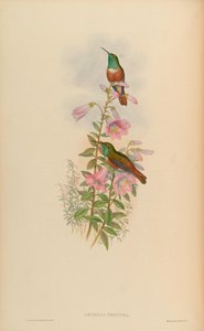 Amazilia pristina = Amazilia amazilia pristina de John Gould